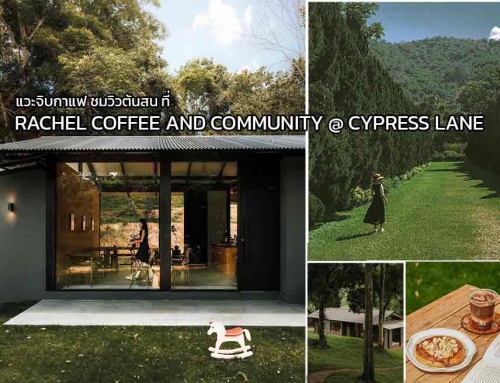 แวะจิบกาแฟ ชมวิวต้นสน ที่ Rachel Coffee and Community @ Cypress Lane