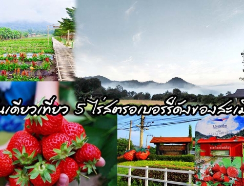 วันเดียวเที่ยว 5ไร่สตรอเบอร์รี่ดังของสะเมิง
