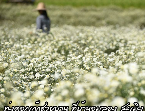 ทุ่งดอกเก๊กฮวยบาน ที่บ้านอมลอง สะเมิง