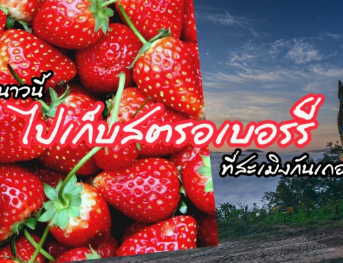 หนาวนี้… ไปเก็บสตรอเบอร์รี่ที่สะเมิงกันเถอะ