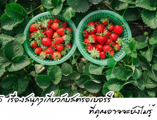 15 เรื่องสนุกๆเกี่ยวกับสตรอเบอร์รี่ที่คุณอาจจะยังไม่รู้