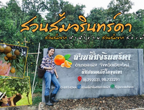 สวนส้มจรินทร์ดา สวนส้มจากลำน้ำขาน สวนส้มจากสะเมิง
