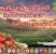 สตรอว์เบอร์รี่-2567-ครั้งที่-21-coverwebsite