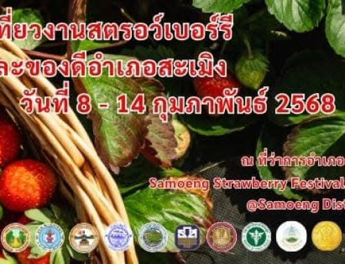 ชวนเที่ยวงานเทศกาลสตรอเบอร์รี ของดีอำเภอสะเมิง ครั้งที่ 22 ประจำปี 2568